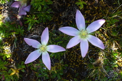 Gentianella cerastioides