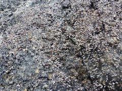 Stereocaulon vulcani