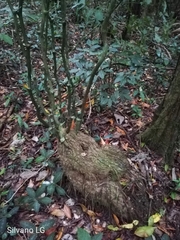 Dioscorea bartlettii