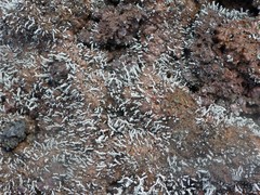 Stereocaulon vulcani