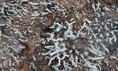 Stereocaulon vulcani