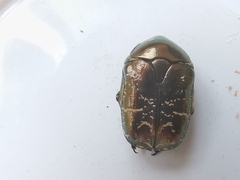 Protaetia cuprea bourgini