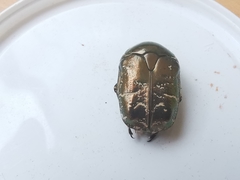 Protaetia cuprea bourgini