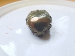 Protaetia cuprea bourgini