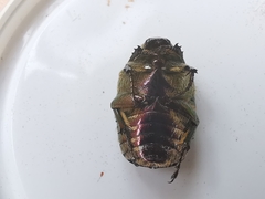 Protaetia cuprea bourgini