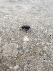 Timarcha goettingensis