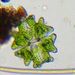 Euastrum verrucosum - Photo (c) Corrina Parnapy, algunos derechos reservados (CC BY-NC), subido por Corrina Parnapy