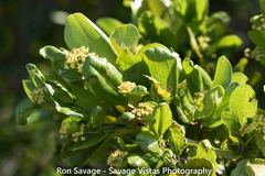 Sarcomphalus domingensis