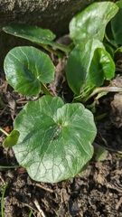 Ficaria verna calthifolia