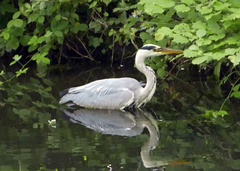 Ardea cinerea