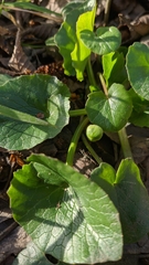 Ficaria verna calthifolia