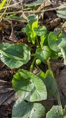Ficaria verna calthifolia