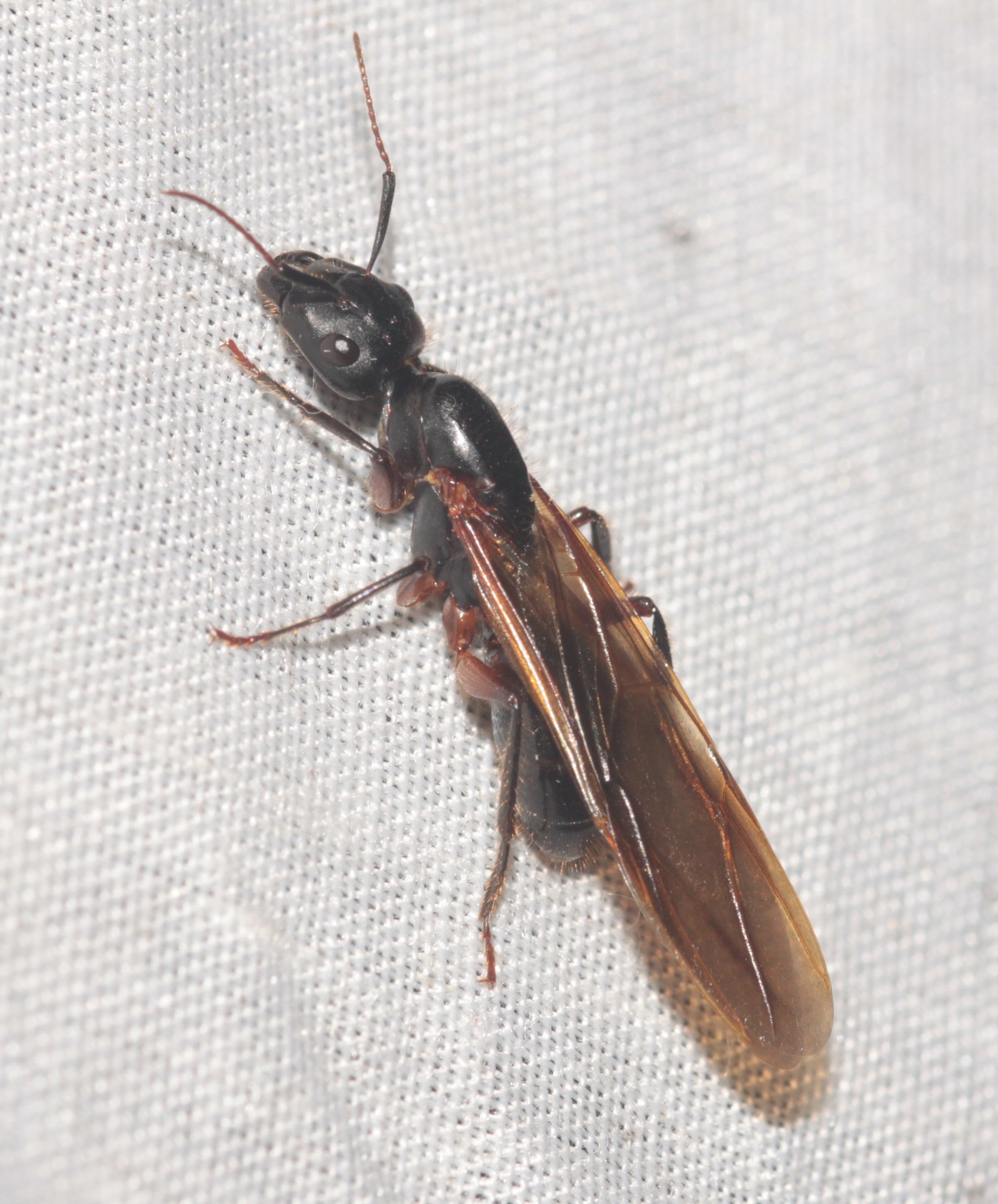 Camponotus pressipes pressipes
