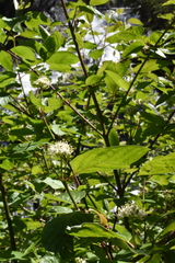 Cornus sericea sericea