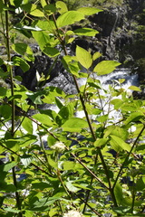 Cornus sericea sericea