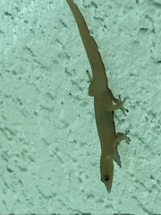 Sphaerodactylus elegans image