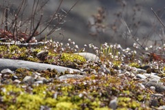 Draba verna
