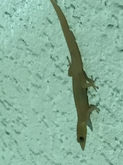Sphaerodactylus elegans image