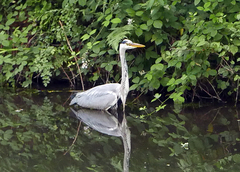 Ardea cinerea