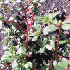 Portulaca oleracea