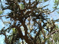 Dendrocereus nudiflorus