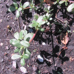 Portulaca oleracea