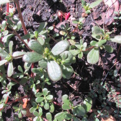 Portulaca oleracea