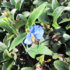 Commelina erecta