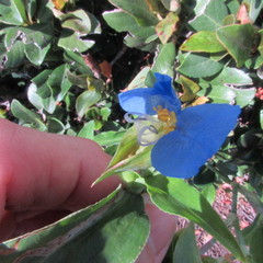 Commelina erecta