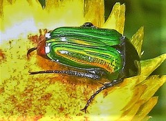 Leucocelis haemorrhoidalis