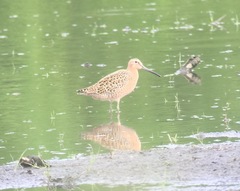 Limnodromus griseus hendersoni