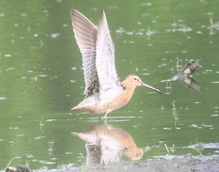Limnodromus griseus hendersoni