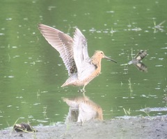 Limnodromus griseus hendersoni