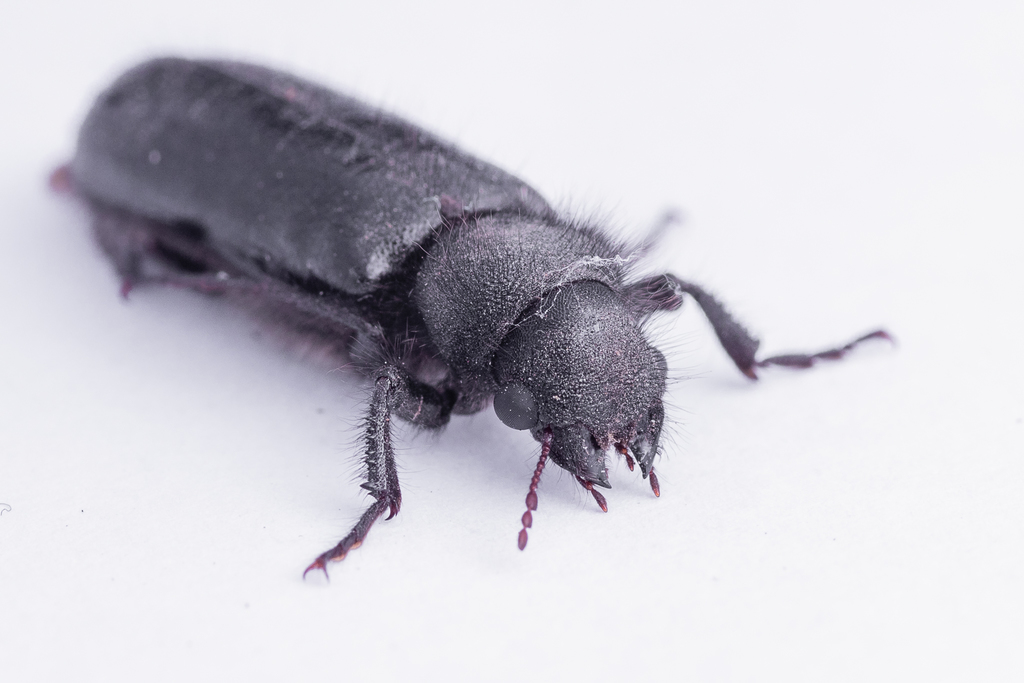 Polycaon chilensis