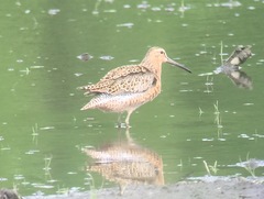 Limnodromus griseus hendersoni