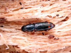 Rhizophagus bipustulatus