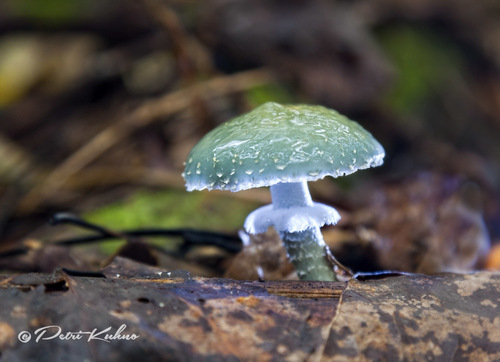 Verdigris Agaric