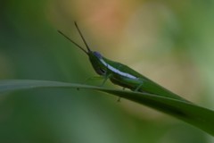 Stenacris vitreipennis