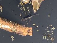 Lissotriton vulgaris
