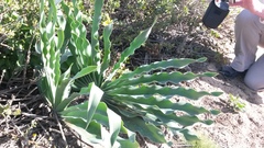 Boophone haemanthoides