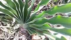 Boophone haemanthoides