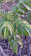Melianthus major