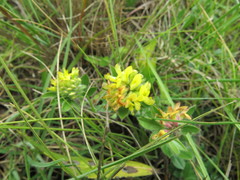 Leobordea corymbosa