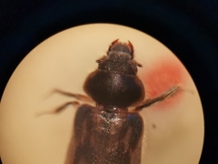 Heterocerus fenestratus