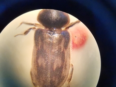 Heterocerus fenestratus