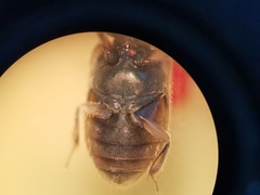 Heterocerus fenestratus