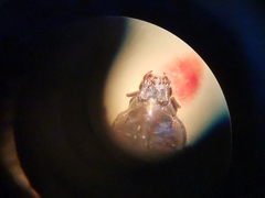 Heterocerus fenestratus
