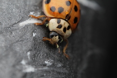 Harmonia axyridis