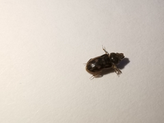 Heterocerus fenestratus