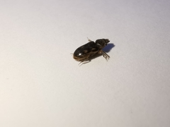 Heterocerus fenestratus